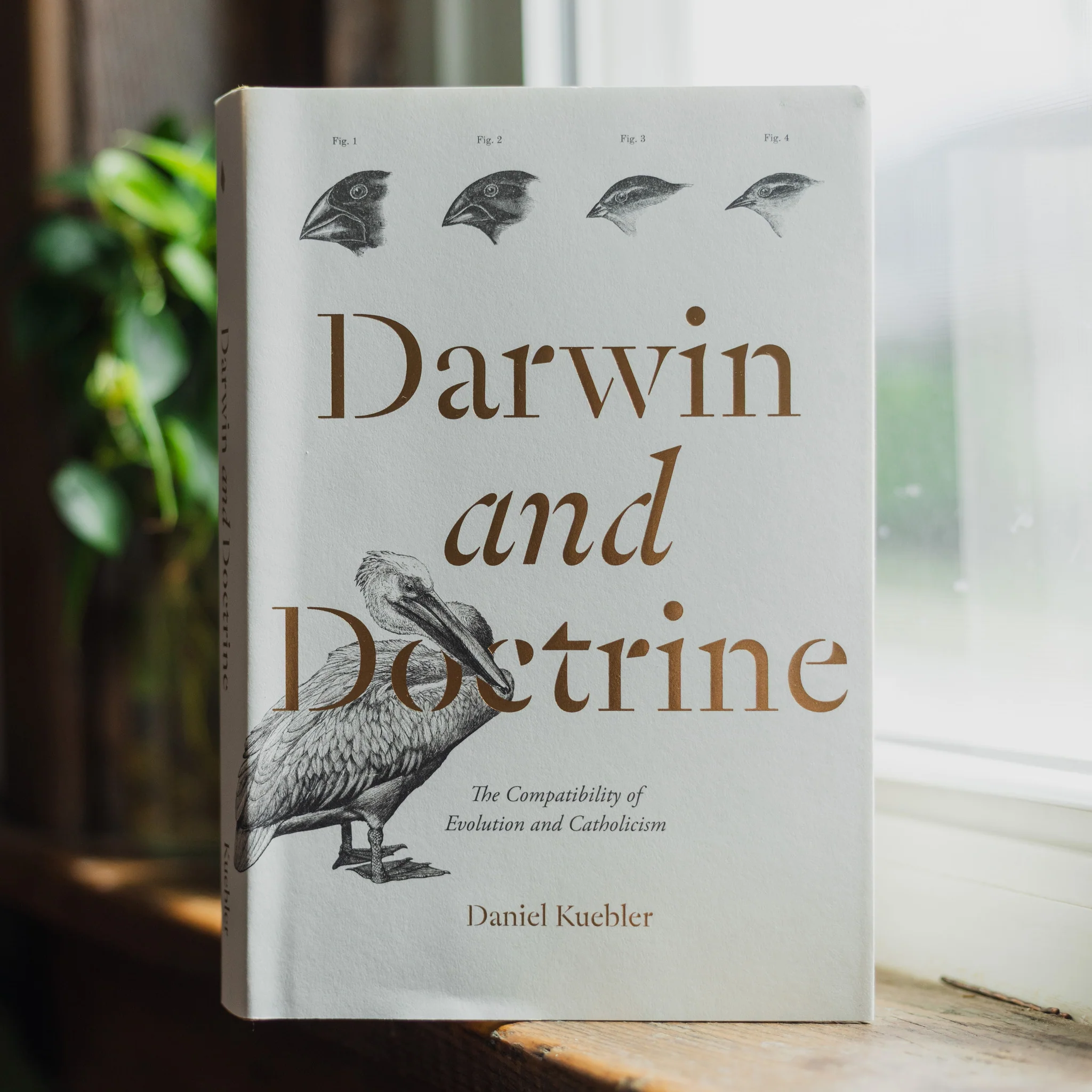 Darwin and Doctrine - Image 3